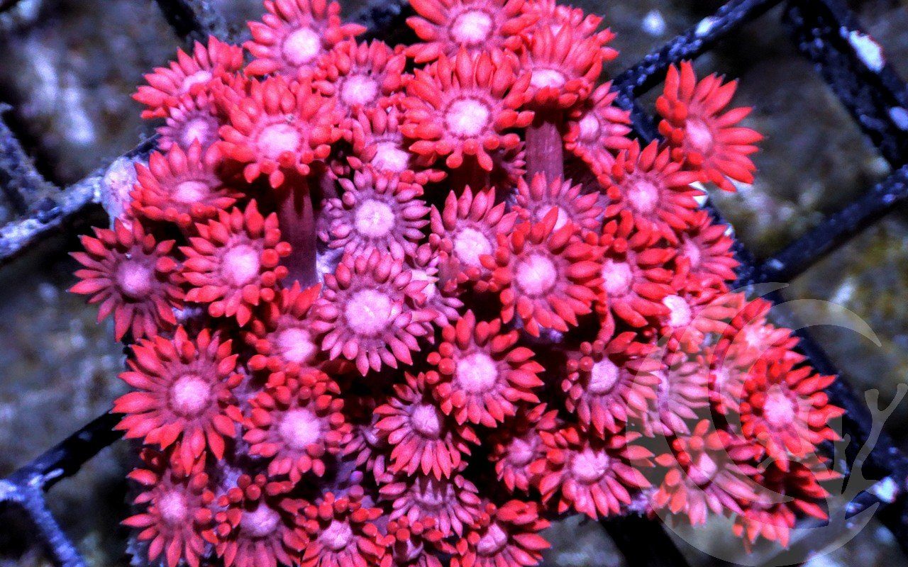 Ruby Goniopora
