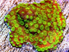 Reverse Sunset Montipora