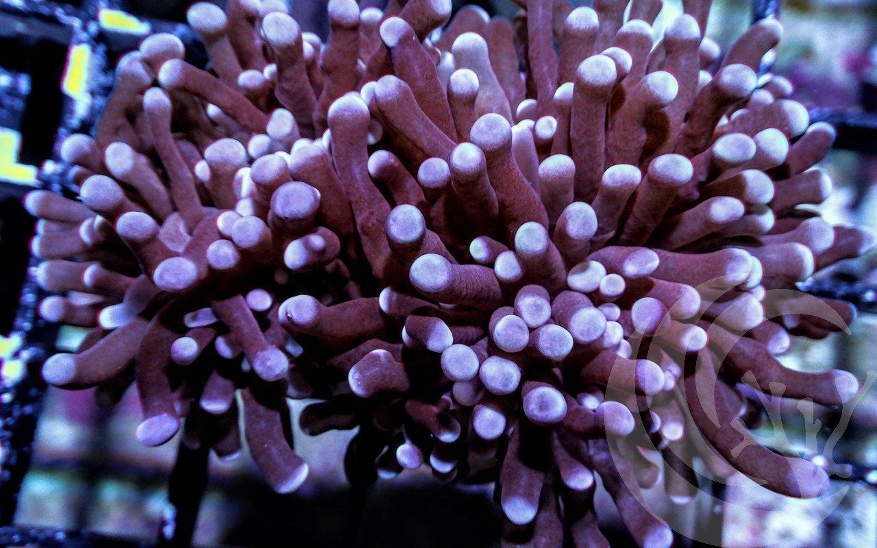 Violet tip Torch