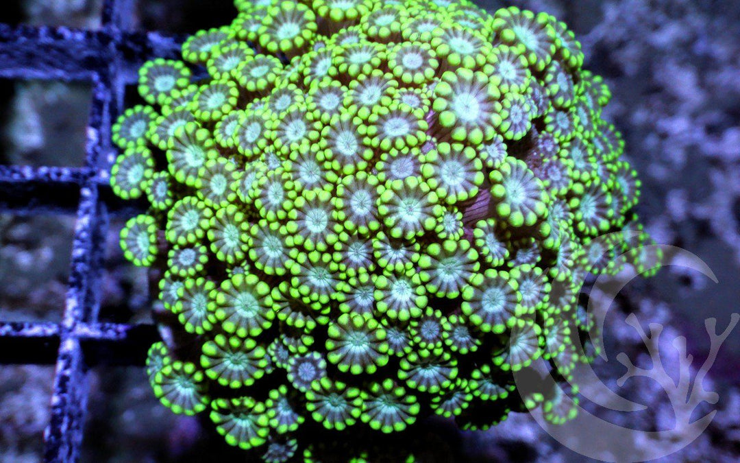Lime Alveopora