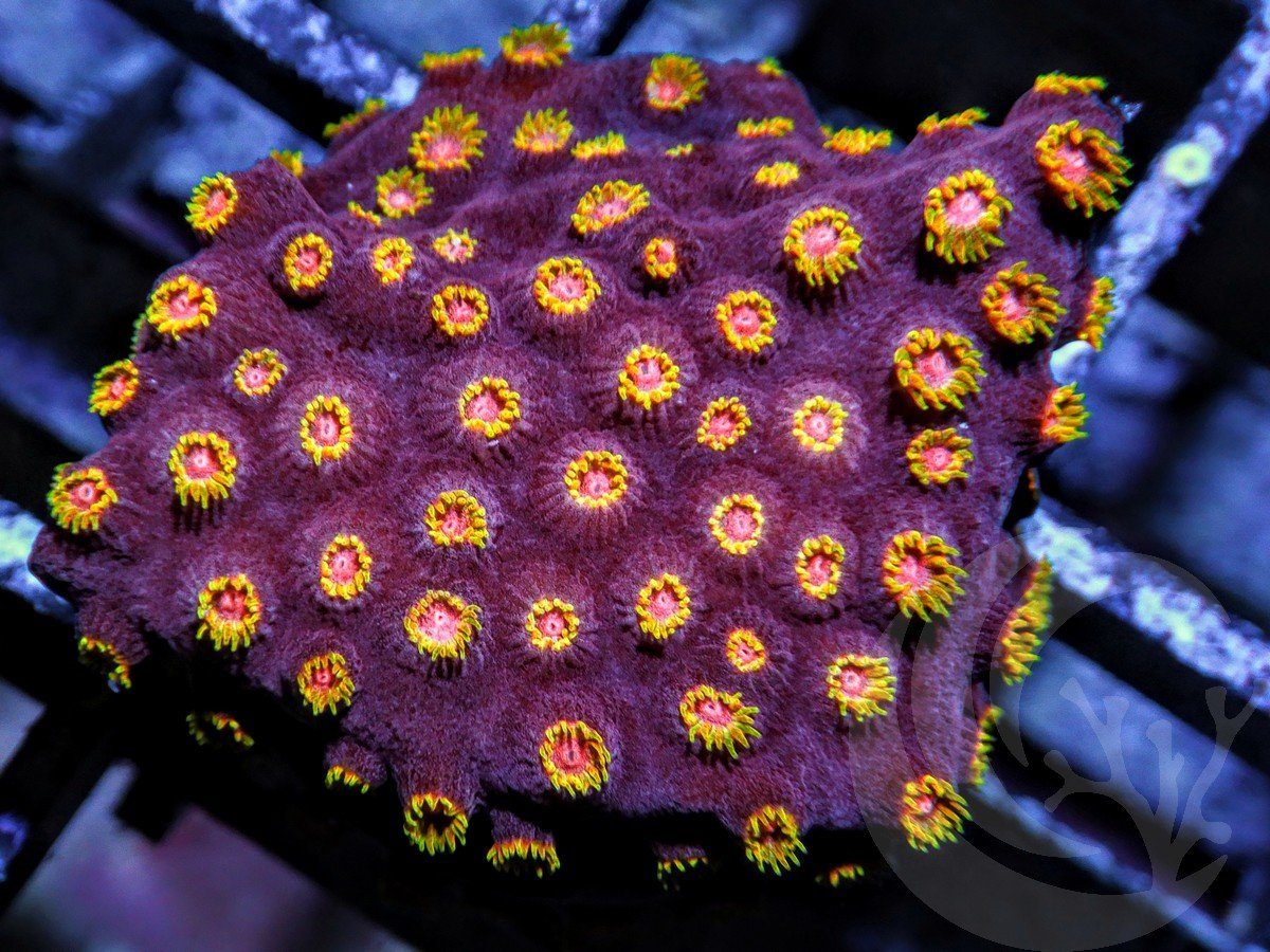 Bling Bling Cyphastrea