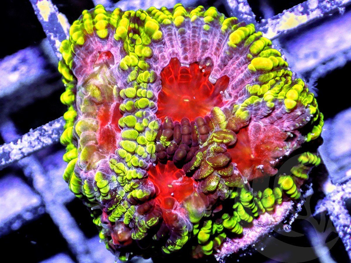 Peppermint Pleiastrea