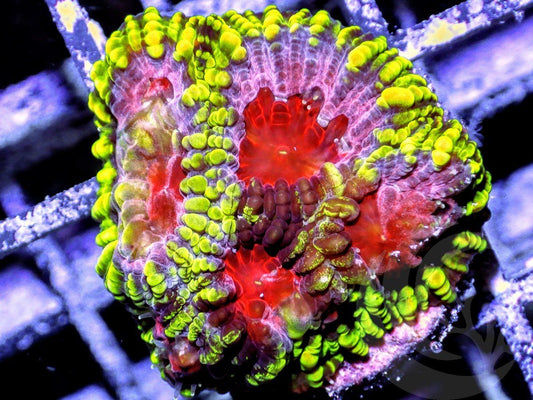 Peppermint Pleiastrea