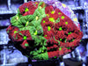 Rainbow War Coral Favites