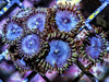 Steely Blue Zoanthids