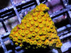 Golden Boy Cyphastrea