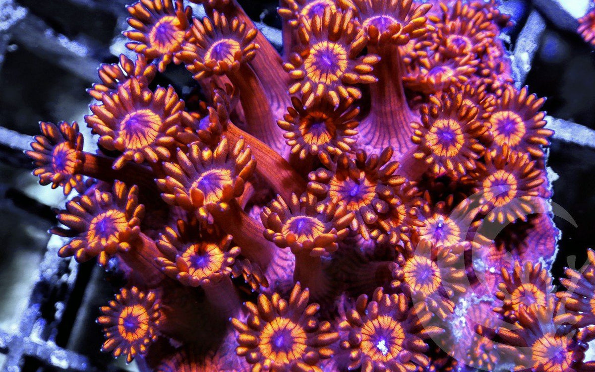 Blue Dot Red Goniopora