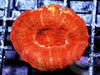 Red Acan bowerbanki