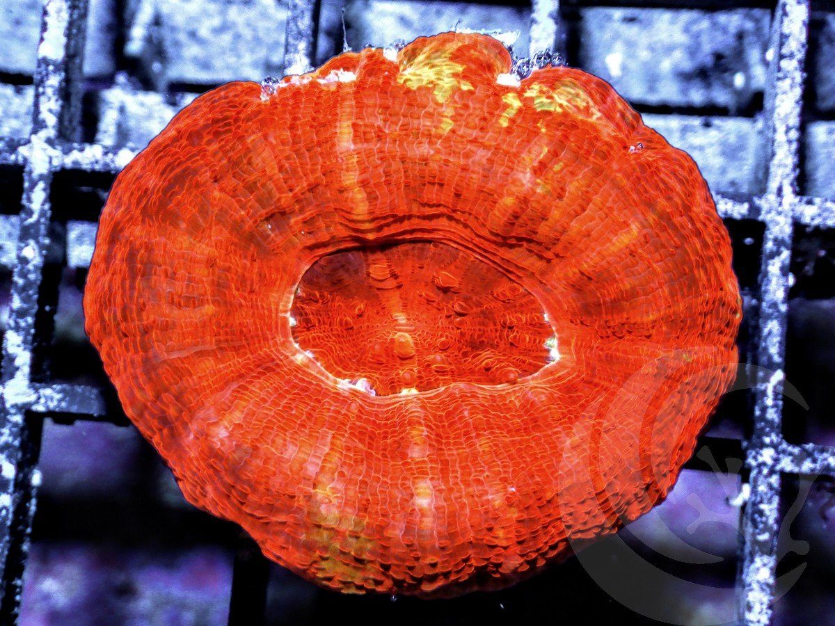 Red Acan bowerbanki