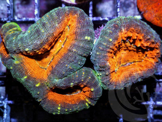 Ultra Lobophyllia