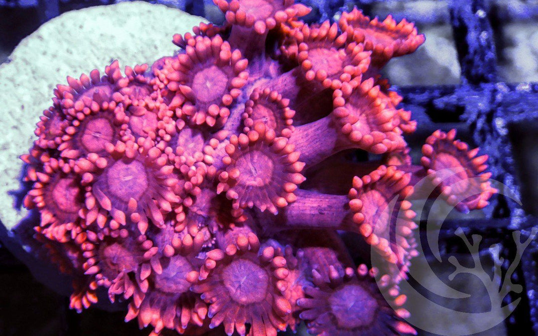 Ruby Goniopora