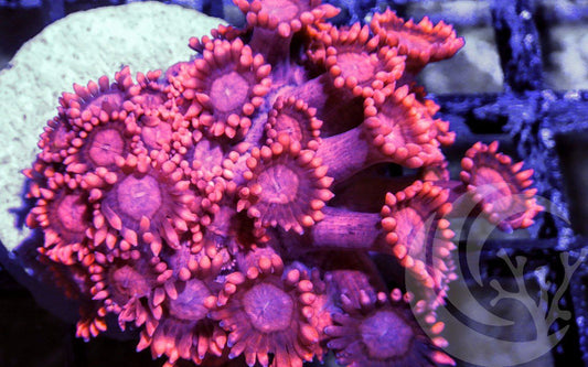 Ruby Goniopora