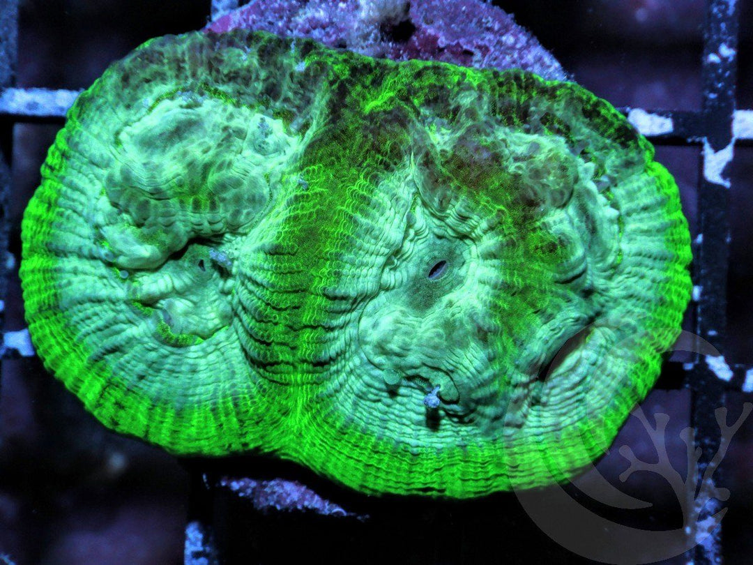 BiColor Goniastrea