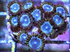 Steely Blue Zoanthids