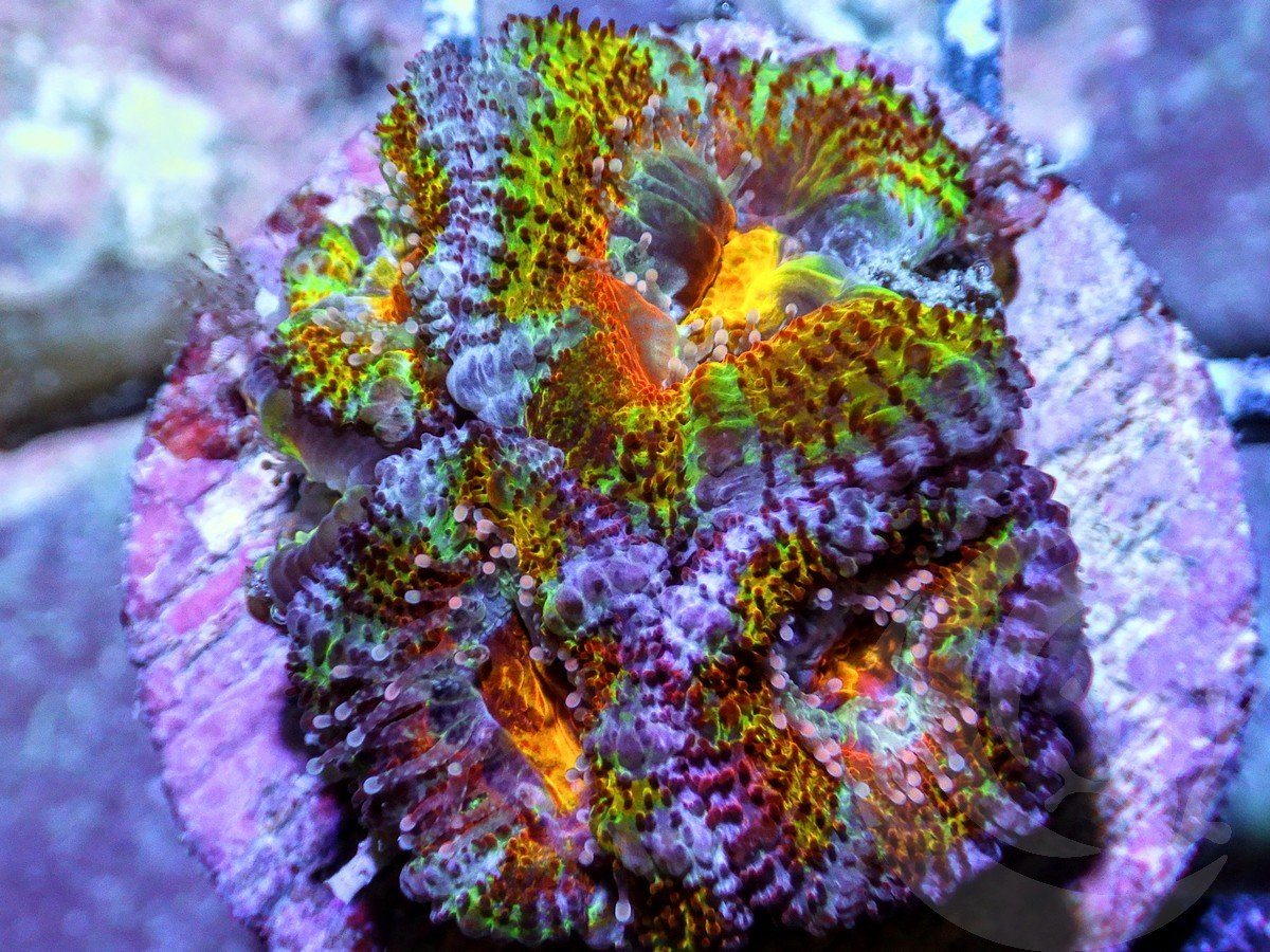 Rainbow Acan lordhowensis