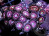 Pink Zonker Zoanthids