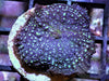 Blue Galaxy Rhodactis Mushroom