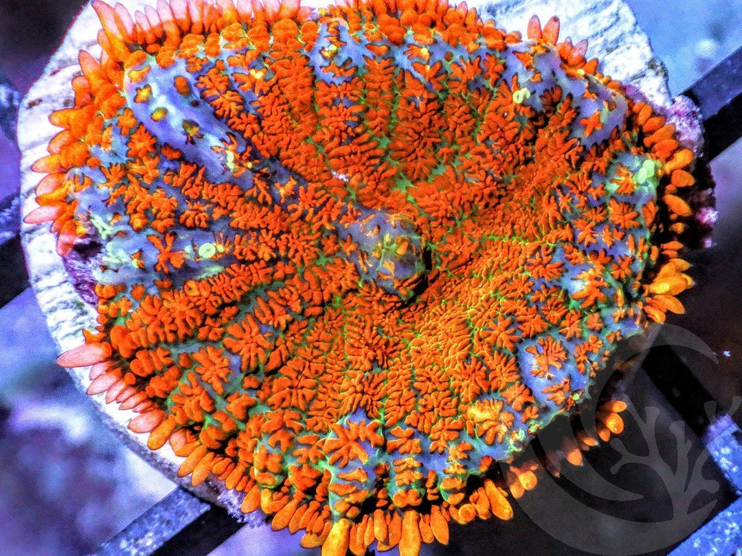 Superman Rhodactis Mushroom
