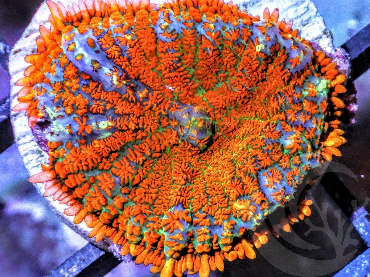 Superman Rhodactis Mushroom