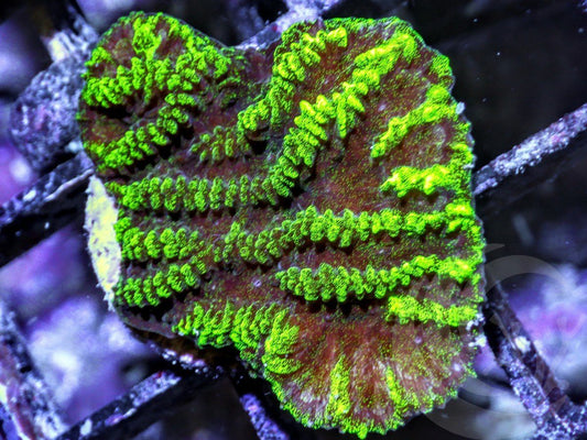 Lettuce Leaf Merulina
