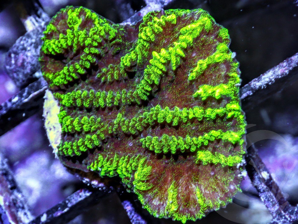 Lettuce Leaf Merulina