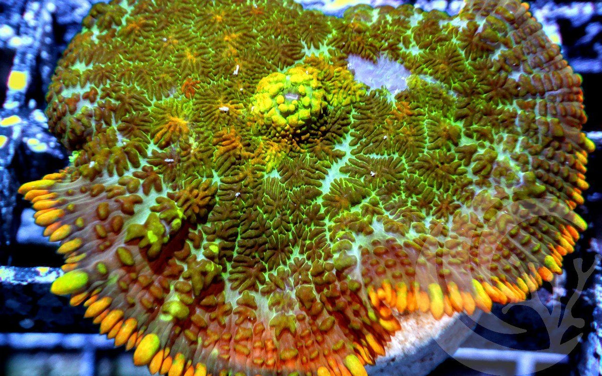 Autumn Harvest Rhodactis Mushroom