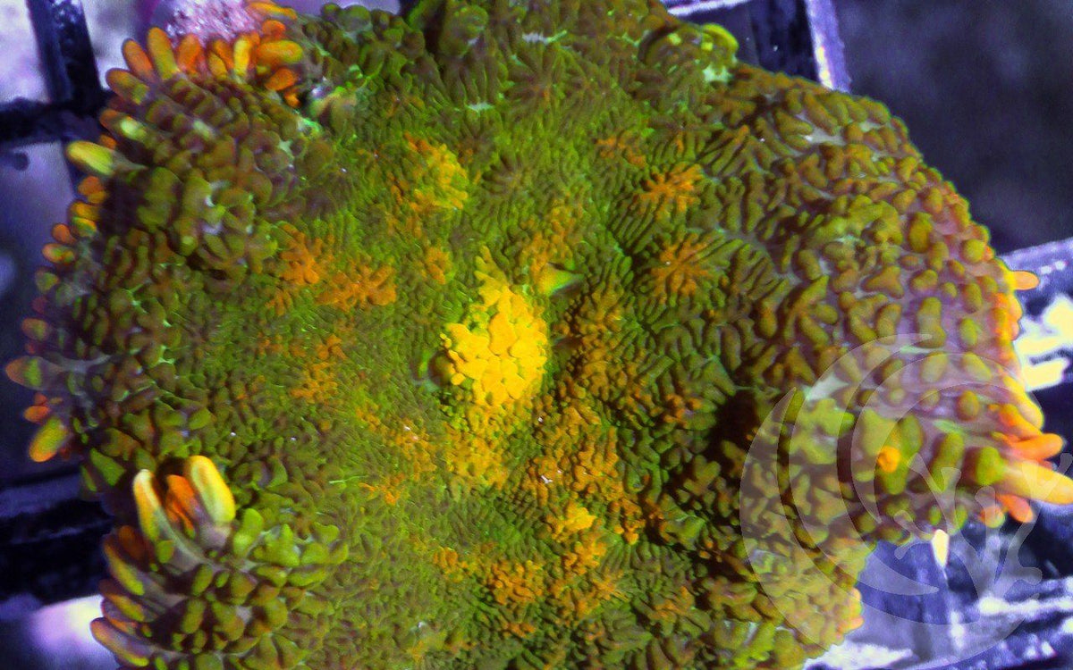 Autumn Harvest Rhodactis Mushroom