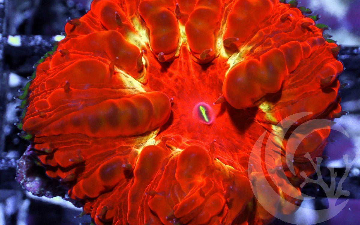 Yellow Ribbon Blastomussa wellsi