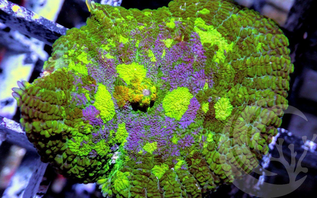 Purple Patchwork Rhodactis Mushroom