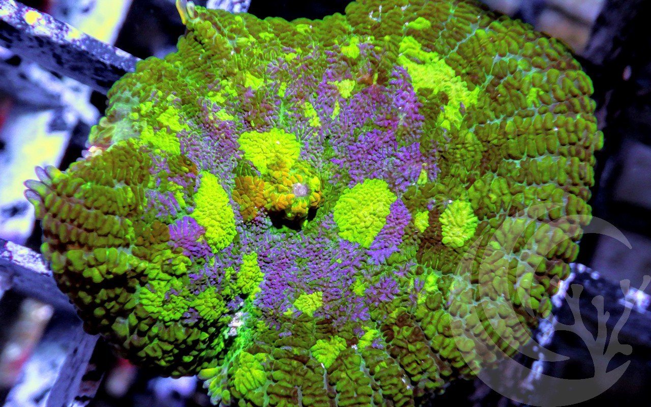 Purple Patchwork Rhodactis Mushroom