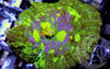 Purple Patchwork Rhodactis Mushroom