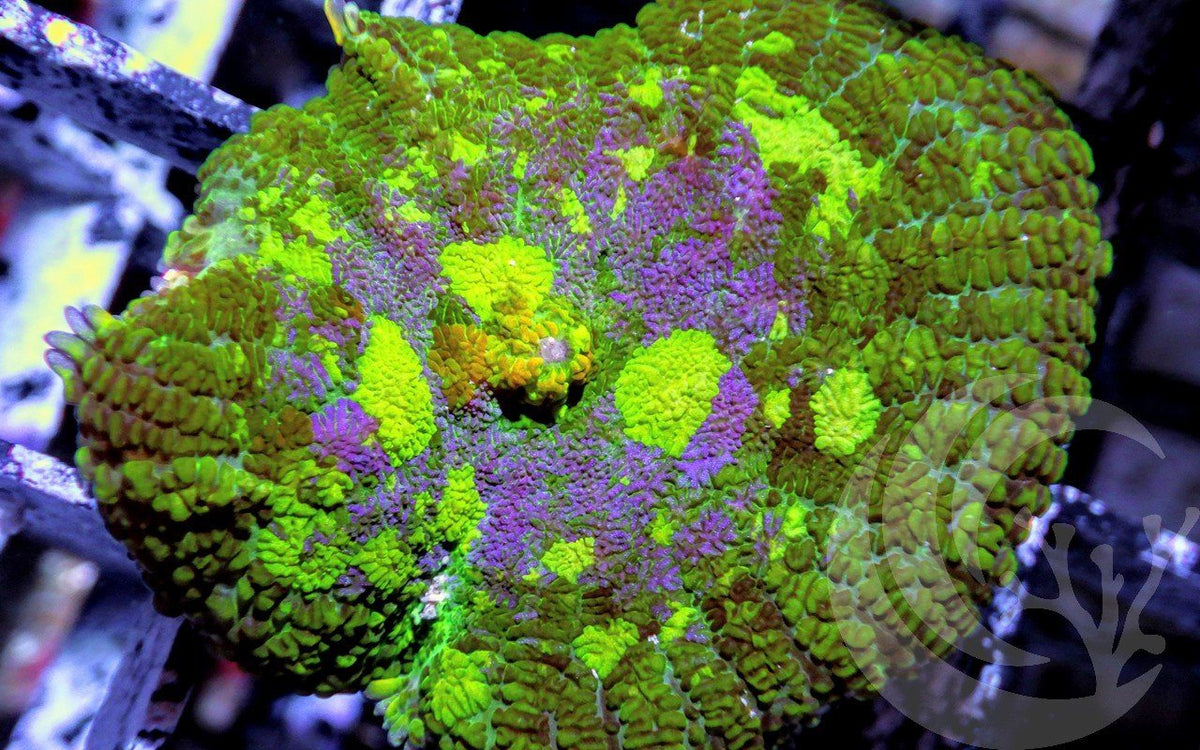 Purple Patchwork Rhodactis Mushroom