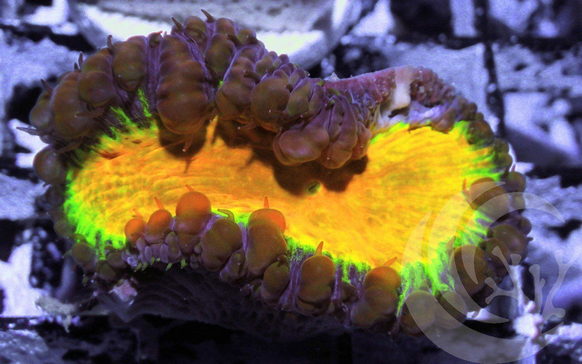 Radical Blastomussa wellsi