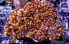 Orange Frogspawn