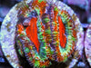 Rainbow Acan lordhowensis