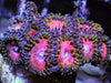 Pink zonker Zoanthids