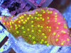 Tie Dye Multicolor Plating Montipora