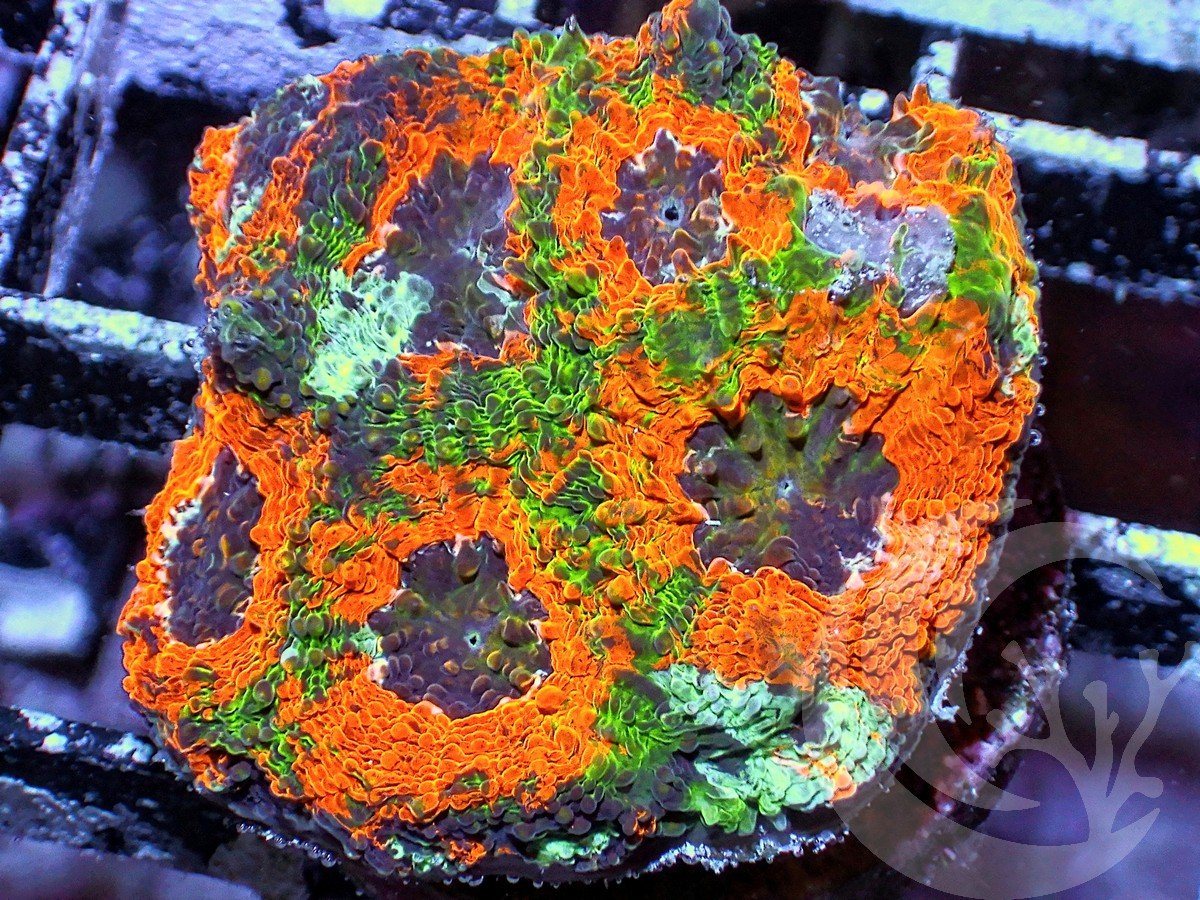 Ultra Orange Acan echinata