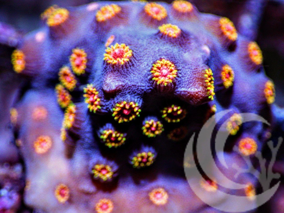 Bling Bling Cyphastrea