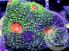 Lizard Eyes Acan echinata