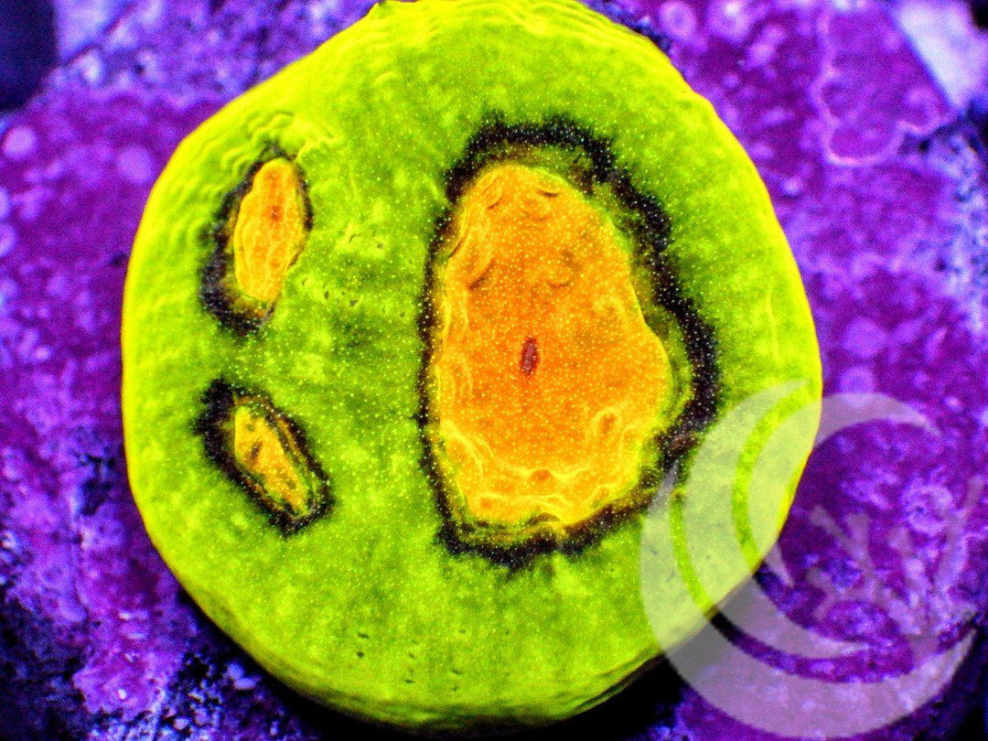 Lemon Mist Favia