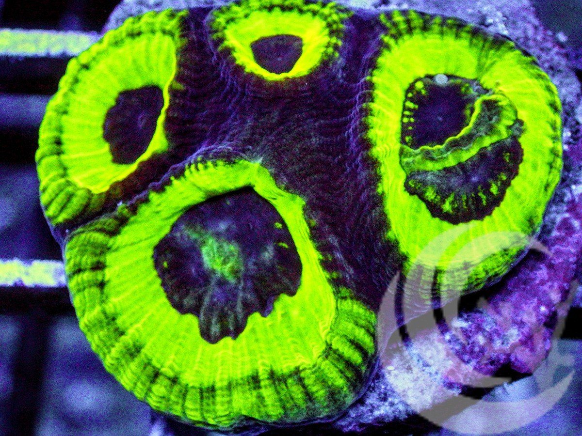 Alien Screamer Favia