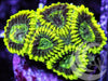 Neon Pleiastrea