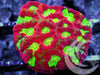 Ultra War Coral Favites