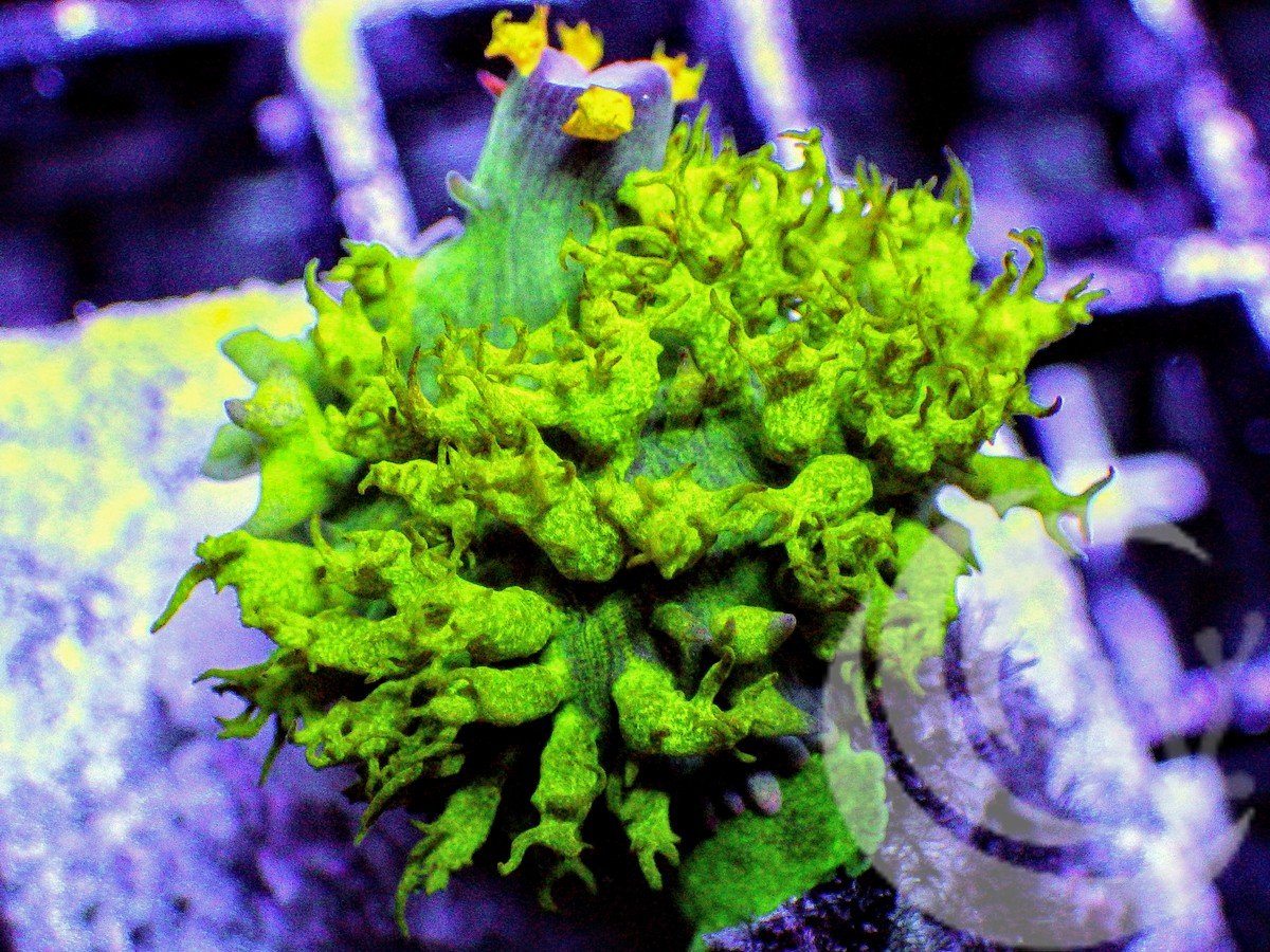 Electric St. Thomas Polyp Mushroom