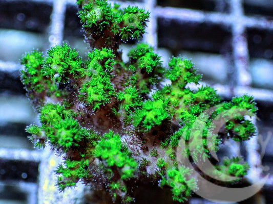 Neon Green Pocillopora damicornis