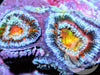 Rainbow Acan lordhowensis