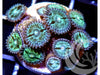 Teal Blue Zoanthids