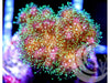 Shimmering Pocillopora damicornis