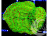 Season's Greetings Plating Montipora